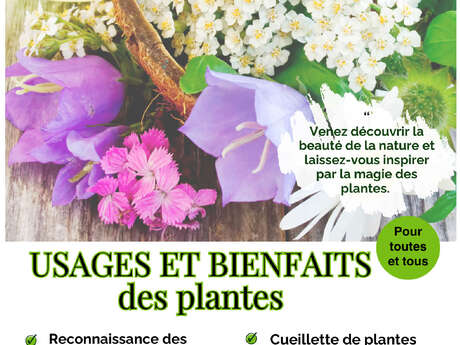 Usages et bienfaits des plantes. Au coeur de la forêt comestible de Crocus.