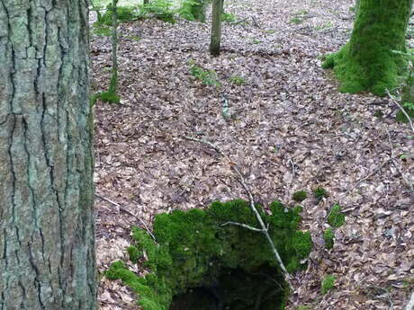 Balade nature "Histoire d'une forêt à travers ses paysages"