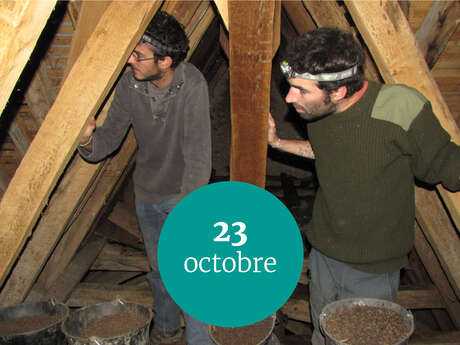 VIGIE CHAUVES-SOURIS : CHANTIER GUANO VIGIE CHAUVES-SOURIS : CHANTIER GUANO