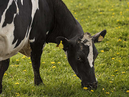 PAT : Visite de la ferme La Petite Taff