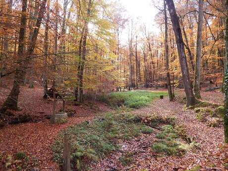 Saint Vincent-du-Lorouër - En forêt de Bercé