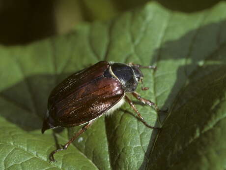 CONFÉRENCE "L'APOCALYPSE DES INSECTES" - CHRISTOPHE BOUGET