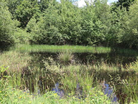 Balade ONF "Mission mare : à la recherche des habitants de l’eau"