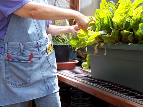 LES ATELIERS DE LA GATAUDIERE- LES PLANTES AROMATIQUES ET SAUVAGES LES ATELIERS DE LA GATAUDIERE- LES PLANTES AROMATIQUES ET SAUVAGES