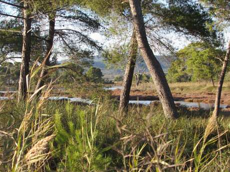 The Bastidon Pine Grove The Bastidon Pine Grove