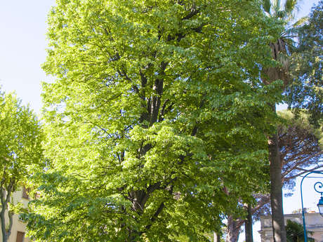 Remarkable trees : Tilia Europaea - Common lime tree