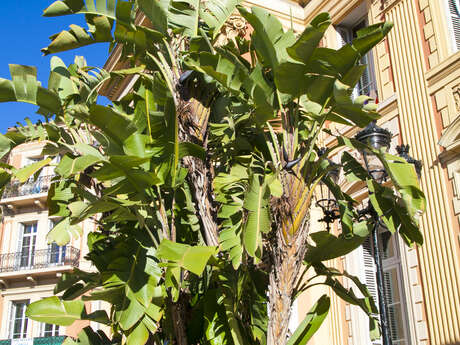 Arbres remarquables : Strelitzia Augusta - Oiseau de Paradis Arbres remarquables : Strelitzia Augusta - Oiseau de Paradis