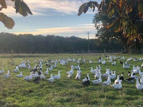 "Madame" farm "Madame" farm