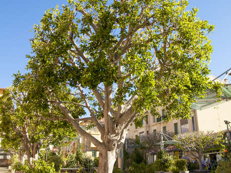 Arbres remarquables : Ficus Nitida - Figuier Pleureur Arbres remarquables : Ficus Nitida - Figuier Pleureur