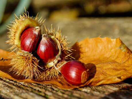 Fête de l'automne Fête de l'automne
