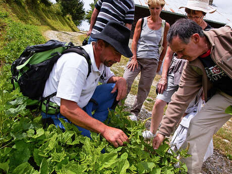 Découverte des plantes sauvages Découverte des plantes sauvages