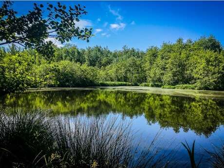 Marais de l'étang de Bizadan, ENS de l'Ain Marais de l'étang de Bizadan, ENS de l'Ain
