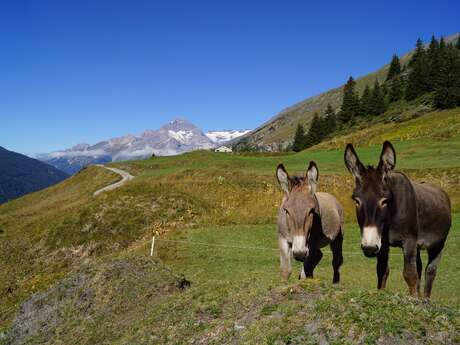 Location d'ânes pour une balade en famille Location d'ânes pour une balade en famille