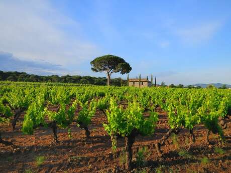 Vestiges romains et vins de Provence Vestiges romains et vins de Provence