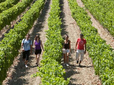 Winegrower's trail at the Caveau de Beaumont du Ventoux Winegrower's trail at the Caveau de Beaumont du Ventoux