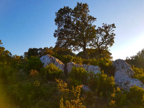 Randonnée GR 51, Sentier de grande randonnée des Balcons de la Méditerranée Randonnée GR 51, Sentier de grande randonnée des Balcons de la Méditerranée