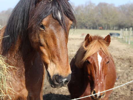 Les Cavaliers d'Epona Les Cavaliers d'Epona
