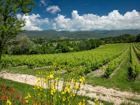 Pique-nique dans les vignes au Château Saint Pons Pique-nique dans les vignes au Château Saint Pons