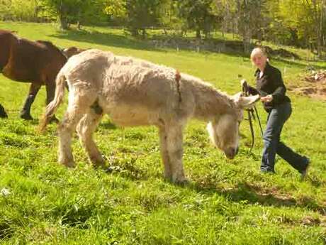 Ride on the Bellevaux path with a donkey foal Ride on the Bellevaux path with a donkey foal