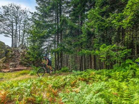 Circuit n°34 VTT – La Ronde des Bois Circuit n°34 VTT – La Ronde des Bois