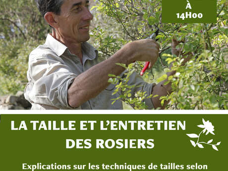 La taille et l'entretien des rosiers La taille et l'entretien des rosiers