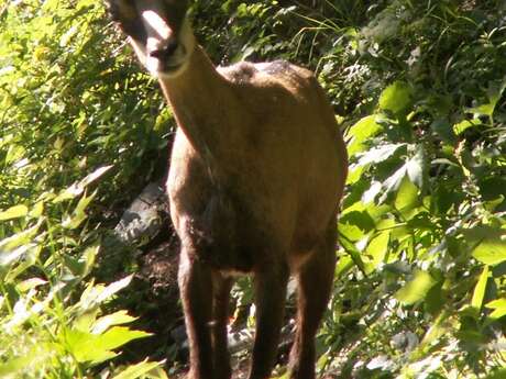 Les chamois à la tombée de la nuit Les chamois à la tombée de la nuit