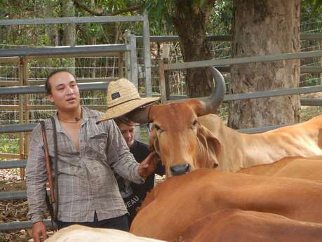Yala Ranch, balade à cheval à la rivière de Dumbea Yala Ranch, balade à cheval à la rivière de Dumbea