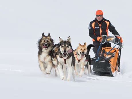 Husky Adventure - Dogsledding Husky Adventure - Dogsledding