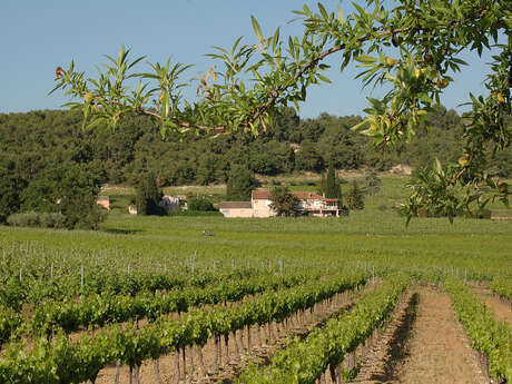 Visite et dégustation au domaine du Gros Pata Visite et dégustation au domaine du Gros Pata