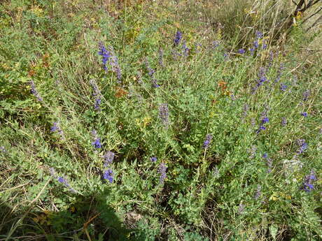 Balade nature : Plantes aromatiques, médicinales et gourmandes Balade nature : Plantes aromatiques, médicinales et gourmandes