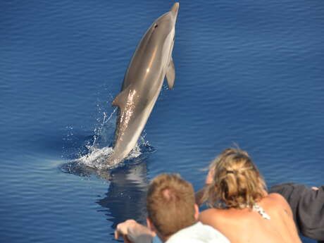 Cala Rossa Dream - Nage avec les dauphins Cala Rossa Dream - Nage avec les dauphins