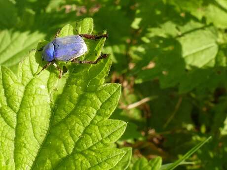 L'Hoplie Bleue L'Hoplie Bleue