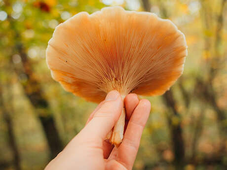 Sortie nature en forêt de Marly