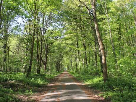 Les arbres remarquables en forêt de Marly