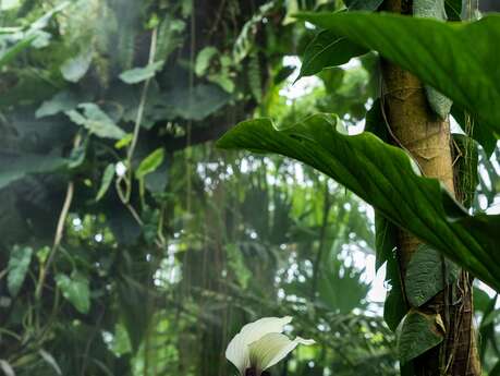 Botanical garden jean-marie pelt