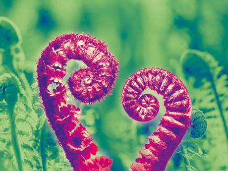 Orchestre - Le Violon amoureux