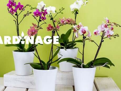 Atelier - Soigner et faire refleurir ses orchidées