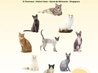 Salon International du Chat