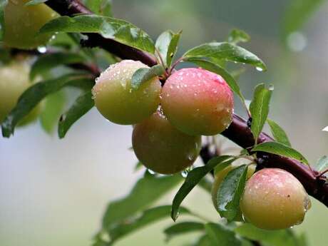 Atelier - La taille des arbres fruitiers