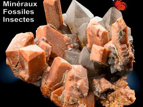 Bourse - Exposition de Minéraux Fossiles et Insectes - 51ème édition