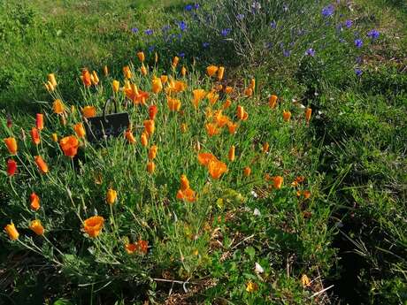 Balade à la découverte des plantes sauvages
