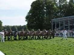 Concours national de chevaux ardennais