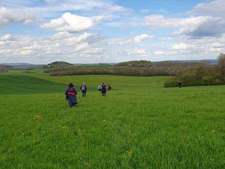 CIRCUIT PÉDESTRE 13 DE SOURCES EN VIGNES - 19.7 KM