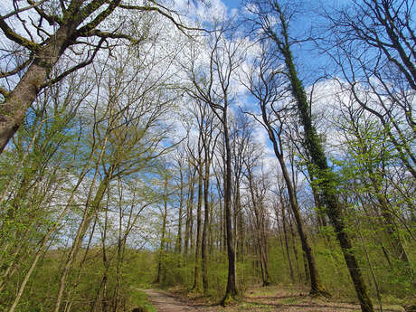 CIRCUIT PEDESTRE 14 BOIS DES SEIZE MUTINS - 6.1 KM