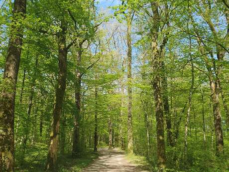 CIRCUIT PÉDESTRE 16 FORÊT PARC - 5.4 KM