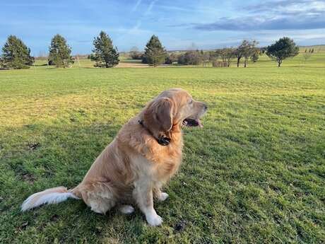 Educational dog walk