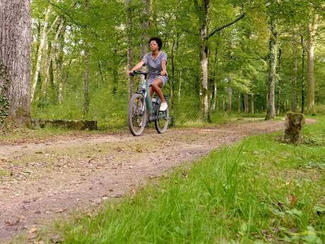 Forêt parc