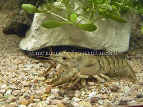 AQUACULTUREDICI AQUACULTUREDICI