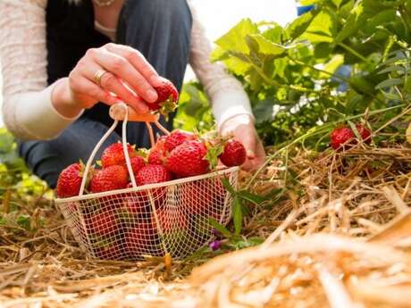 Regroupement de producteur au camping les pins