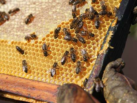 Apithérapie un air de ruches